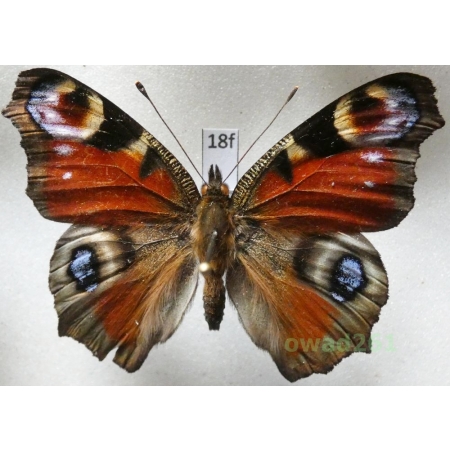 Aglais io (Linnaeus, 1758) Rusałka pawik Poland18fn